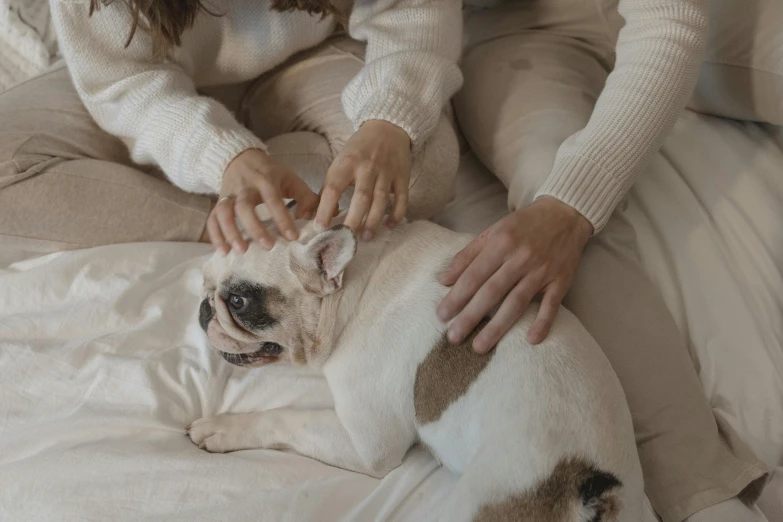 a woman petting a small dog on top of a bed, trending on pexels, wearing a white sweater, french bulldog, acupuncture treatment, gif
