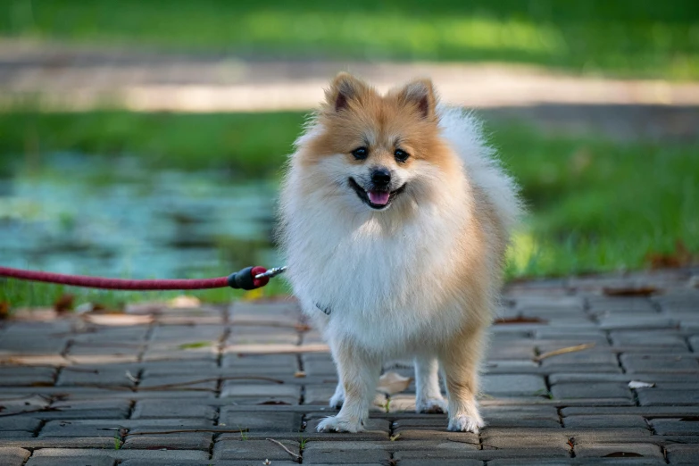 a small brown and white dog on a leash, by Julia Pishtar, pexels contest winner, visual art, pomeranian, path tracing, at the park, 8k 50mm iso 10