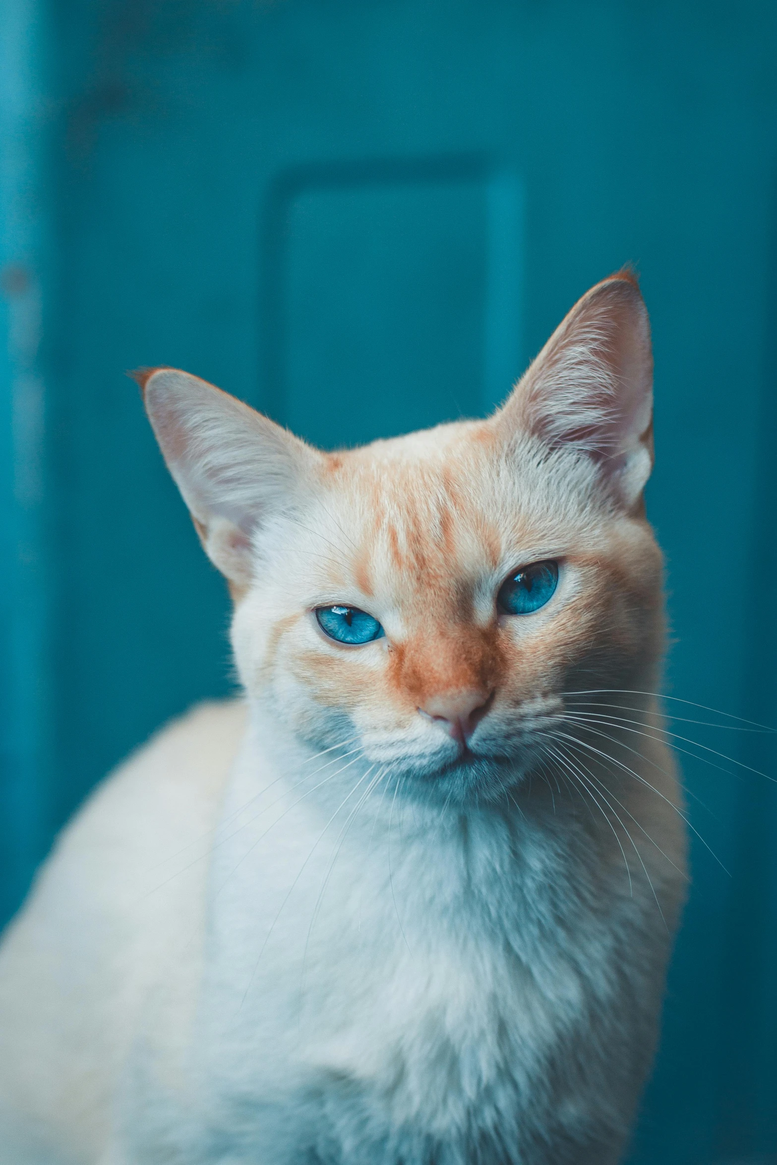 a close up of a cat with blue eyes, a picture, trending on unsplash, with a blue background, albino, cyan and orange, a blond