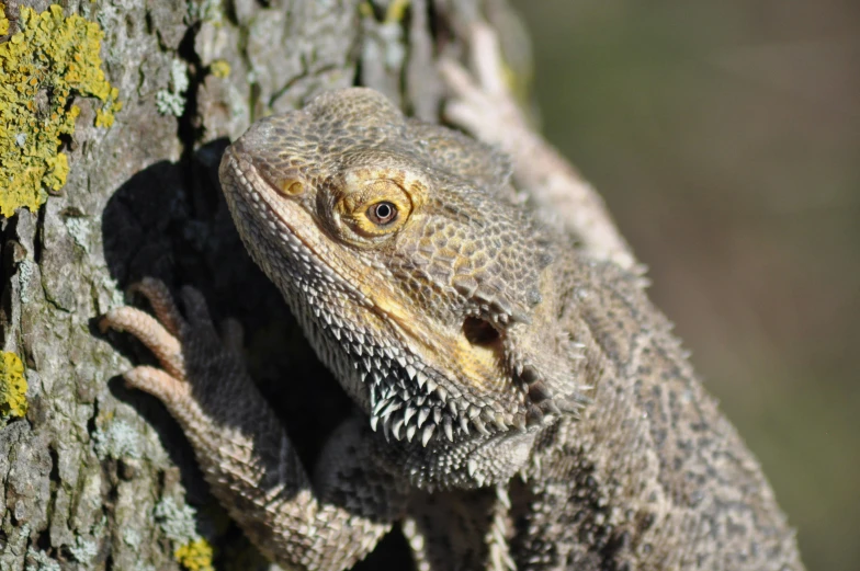 a close up of a lizard on a tree, by Adam Marczyński, pexels contest winner, hurufiyya, bearded, european dragon, mid 2 0's female, grey