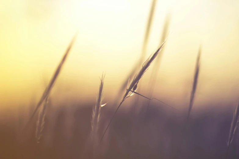 a close up of some grass with the sun in the background, unsplash, romanticism, wheat fields, soft lighting gradient. no text, instagram post, soft light - n 9