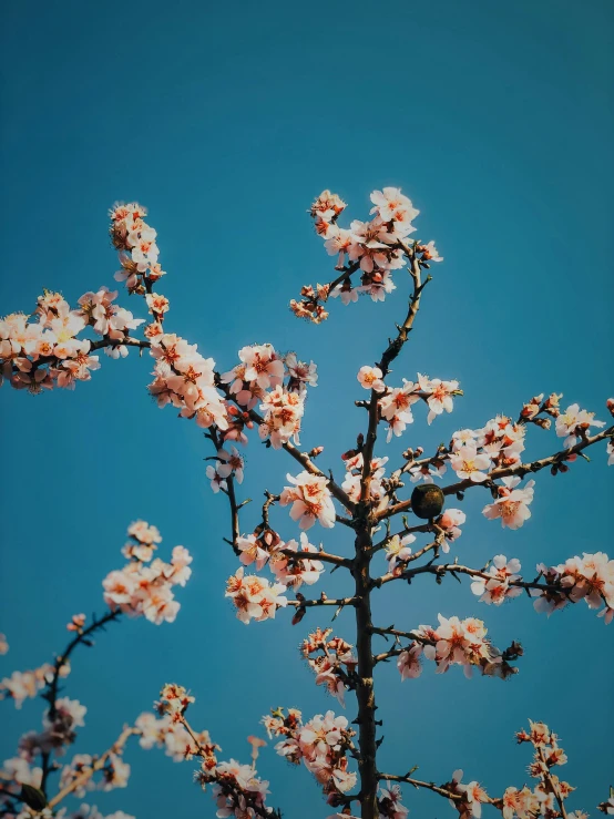 a tree with pink flowers against a blue sky, by Niko Henrichon, trending on unsplash, aestheticism, pale orange colors, porcelain skin ”, 🌸 🌼 💮, brown and cyan color scheme