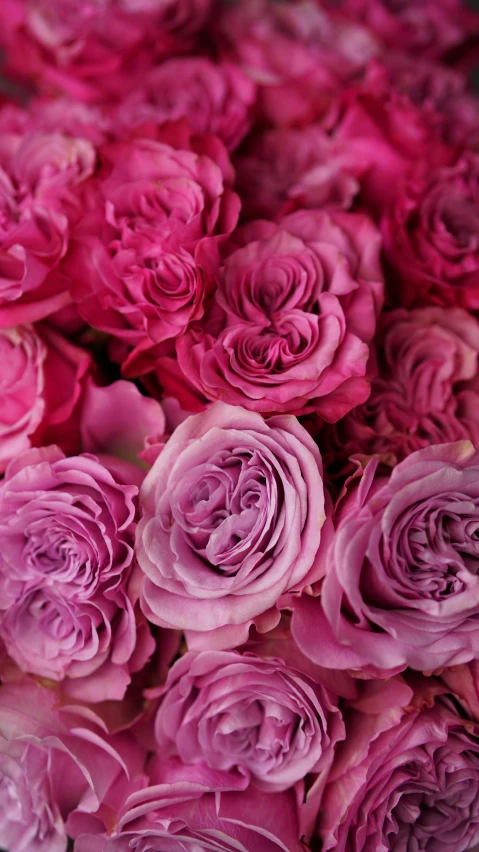 a close up of a bunch of pink roses, magenta colours, very award - winning, lightweight, soft details
