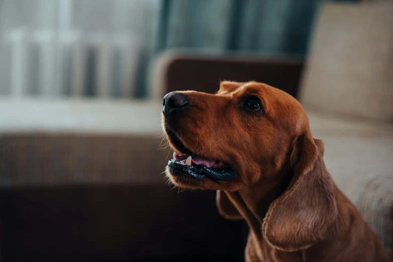 a brown dog sitting on top of a couch, pexels contest winner, smooth chin, cinematic closeup, over the shoulder, decoration