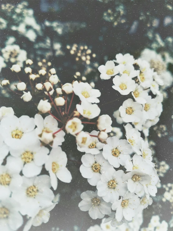 a close up of a bunch of white flowers, a polaroid photo, inspired by Elsa Bleda, unsplash, medium format, 中 元 节, low quality grainy, photography )