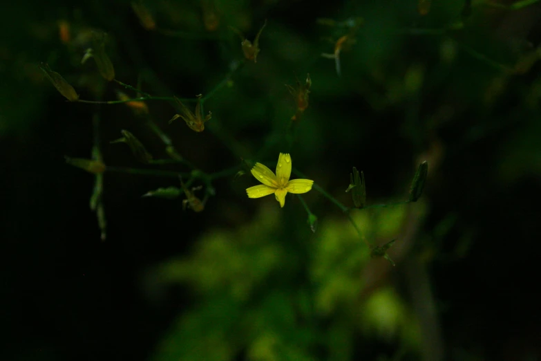 a close up of a small yellow flower, pexels contest winner, hurufiyya, on a dark swampy bsttlefield, tiny stars, the yellow creeper, today\'s featured photograph 4k