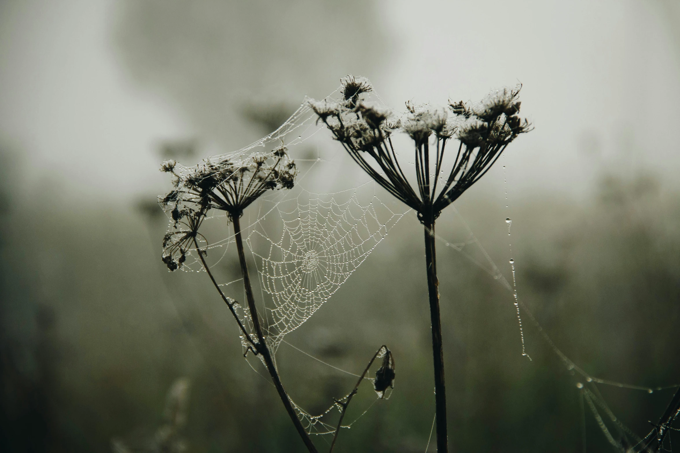 a close up of a spider web on a plant, inspired by Elsa Bleda, unsplash contest winner, under a gray foggy sky, dead plants and flowers, background image, alessio albi