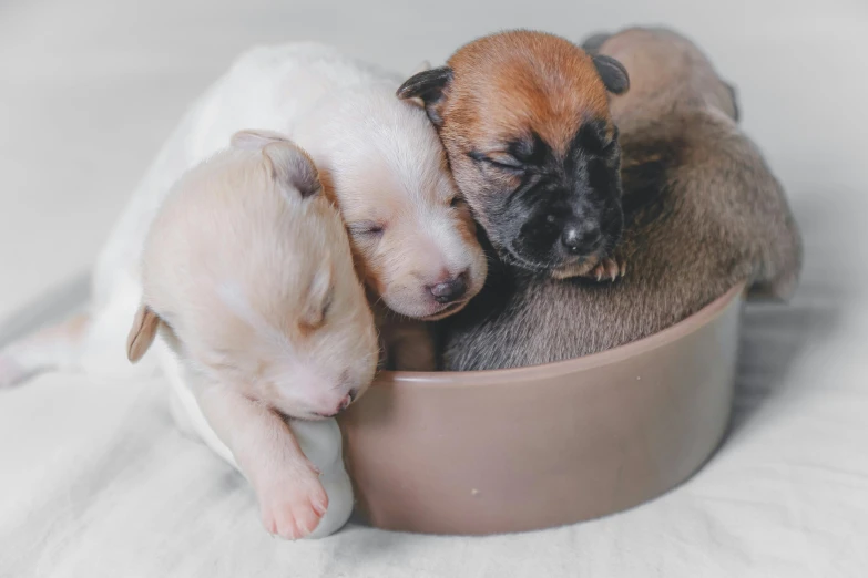 a group of puppies are sleeping in a bowl, by Emma Andijewska, pexels contest winner, three colors, elegantly dressed, gif, ad image