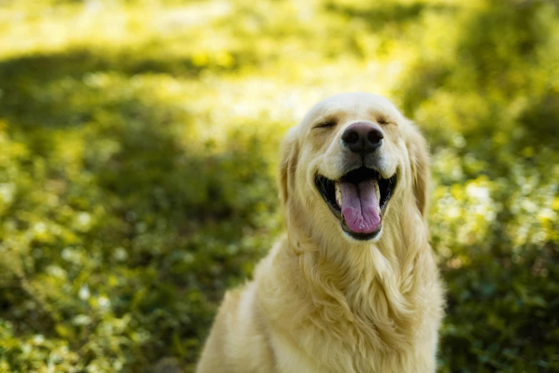 a dog that is sitting in the grass, laughing, shiny golden, in the sun, with mouth open