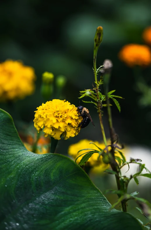 a bee sitting on top of a yellow flower, slide show, lush garden leaves and flowers, exterior shot, uncrop