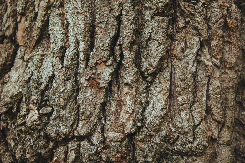 a close up of the bark of a tree, by Emma Andijewska, unsplash, 1 6 x 1 6, ilustration, trees outside, oak trees