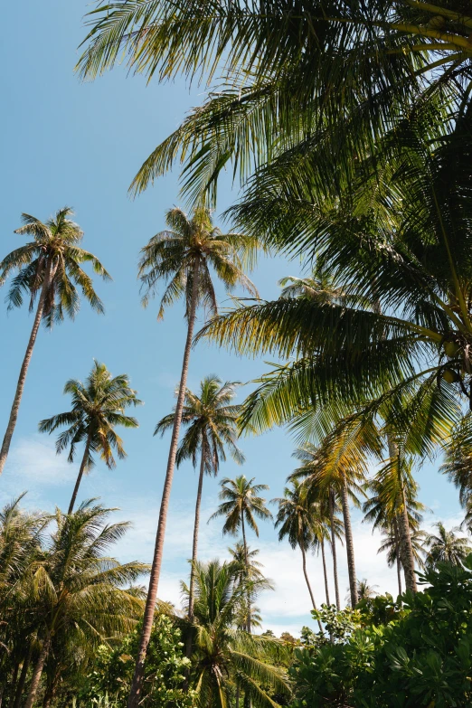 a group of palm trees sitting on top of a lush green field, bangkok, beaches, up-close, coconuts