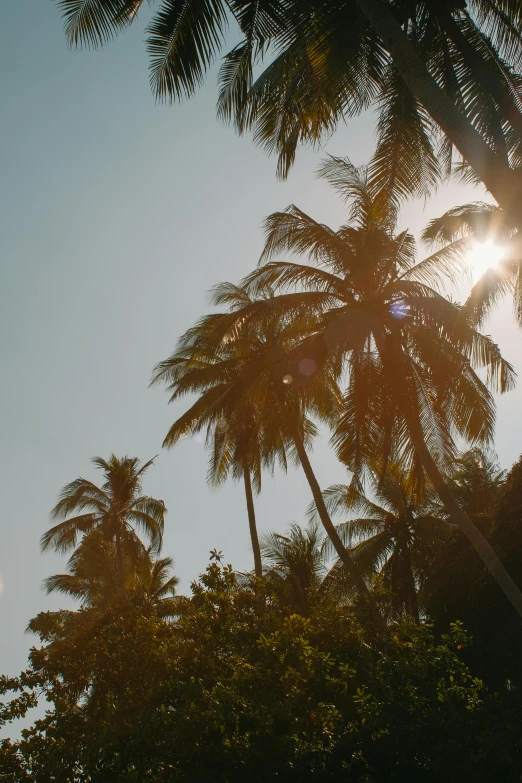 the sun is shining through the palm trees, unsplash, happening, sri lankan landscape, medium format. soft light, philippines, brown