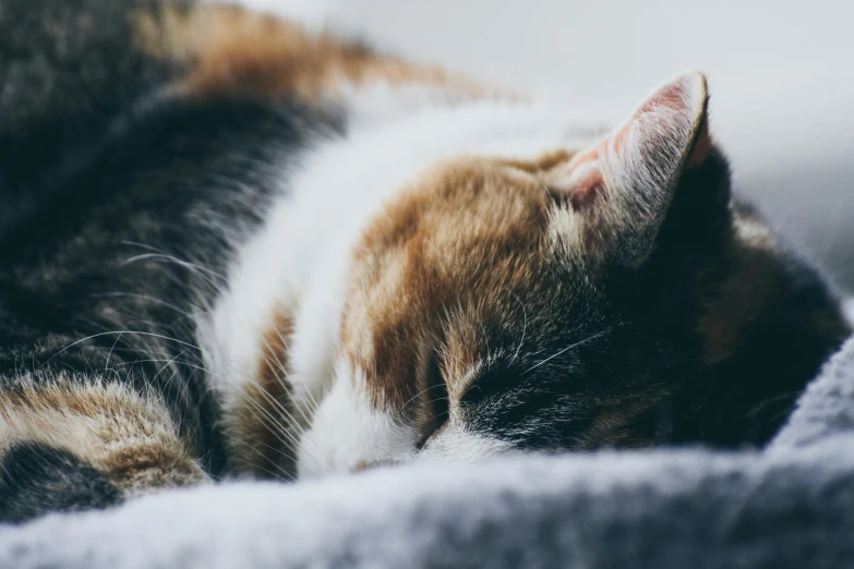 a close up of a cat sleeping on a blanket, trending on unsplash, fan favorite, bedhead, gif, calico