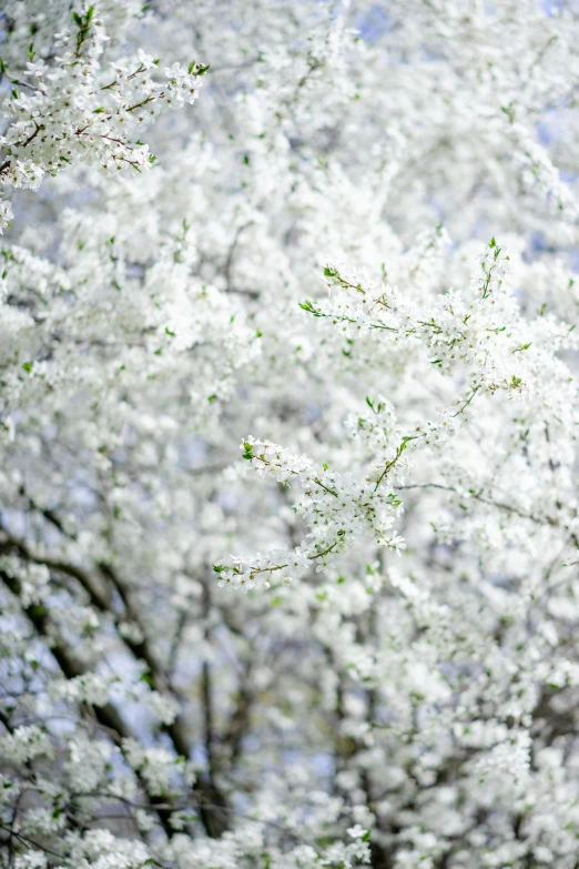 a bunch of white flowers on a tree, inspired by Edwin Dickinson, unsplash, white sweeping arches, cherry, lilac bushes, detail shot