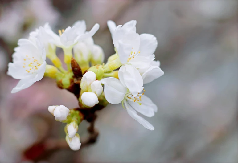 a close up of a white flower on a tree, a macro photograph, by David Simpson, unsplash, lots of sakura flowers, paul barson, fruit trees