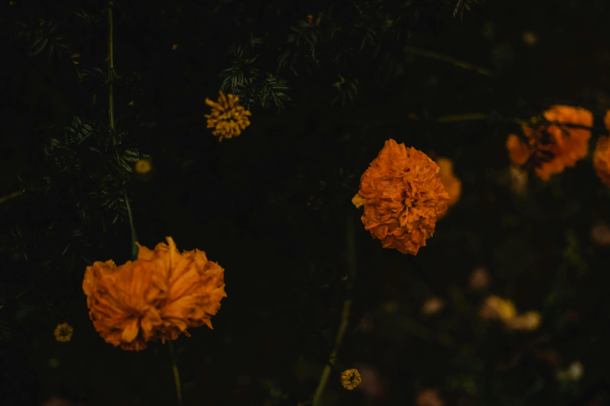 a group of yellow flowers sitting on top of a lush green field, an album cover, by Elsa Bleda, pexels contest winner, australian tonalism, black and orange, dark flower pattern wallpaper, background image