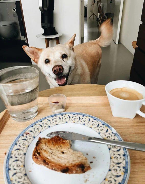 a dog sitting at a table with a plate of food and a cup of coffee, very excited, bread, instagram story, gif