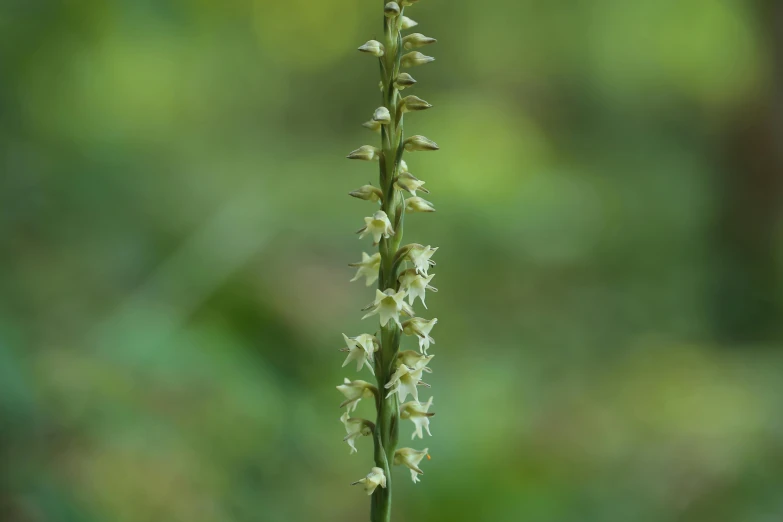 a close up of a plant with white flowers, by Robert Brackman, hurufiyya, orchid stems, very long spires, pale green glow, mustard