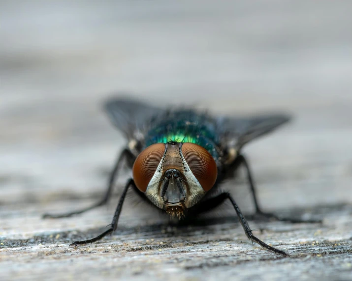 a close up of a fly on a wooden surface, by Jesper Knudsen, pexels contest winner, hurufiyya, outside on the ground, emerald, multicoloured, grey