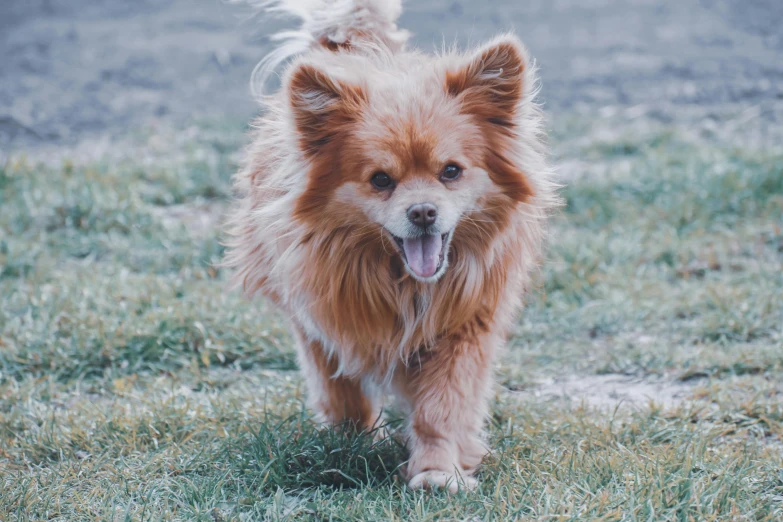 a small brown dog running across a grass covered field, pexels contest winner, pomeranian mix, a confident smile, australian, low quality photo