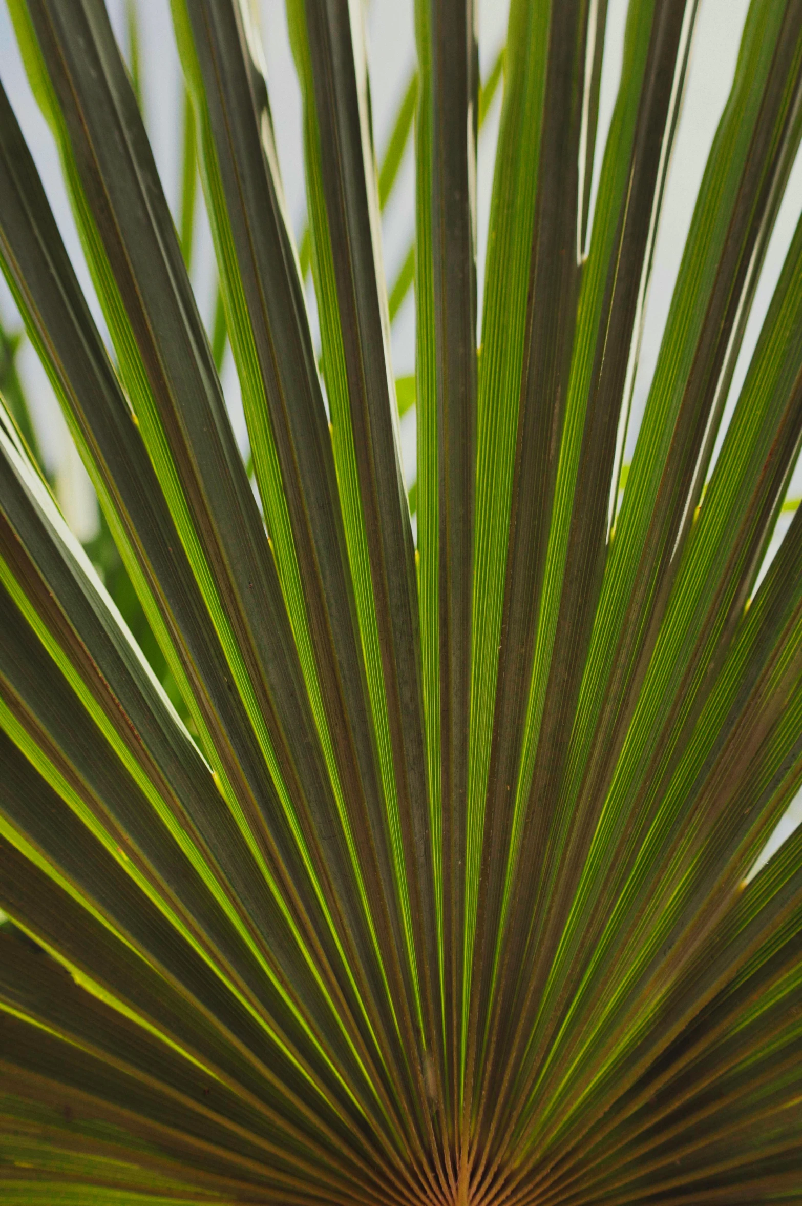 a close up of the leaves of a palm tree, by David Simpson, vivid lines, panels, botanic garden, rays