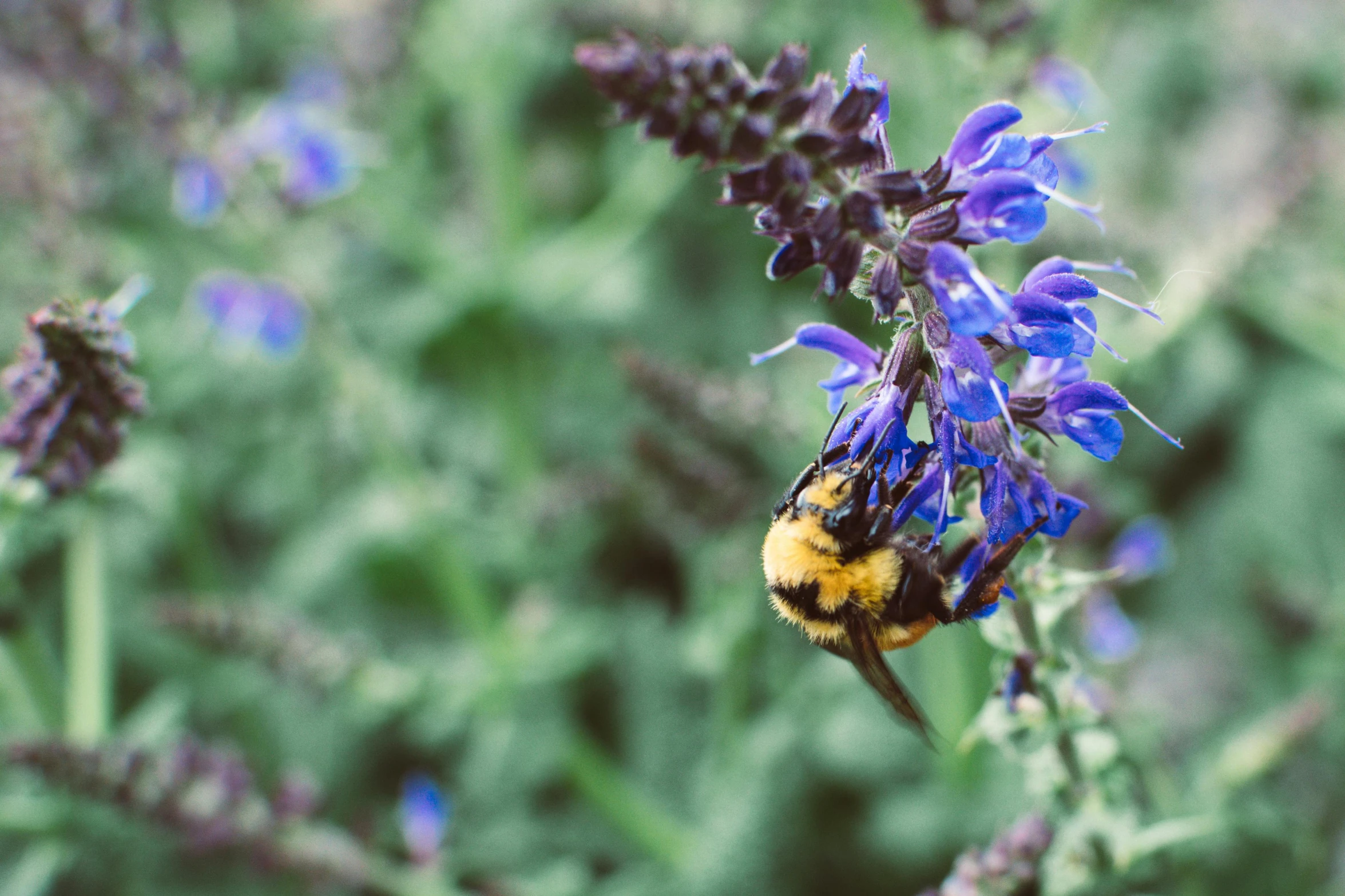 a bee sitting on top of a purple flower, by Carey Morris, unsplash, visual art, salvia, 1024x1024, blue, lush plants and flowers