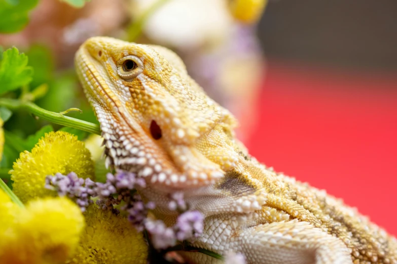 a close up of a lizard with flowers in the background, a portrait, trending on pexels, renaissance, ready to eat, focus stacking, multicoloured, spiky