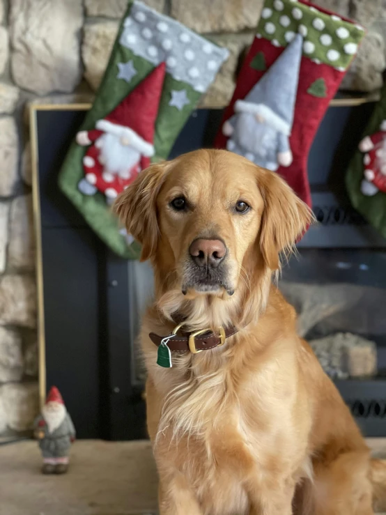 a dog that is sitting in front of a fireplace, a picture, green and gold, wearing a santa hat, profile image, multiple stories