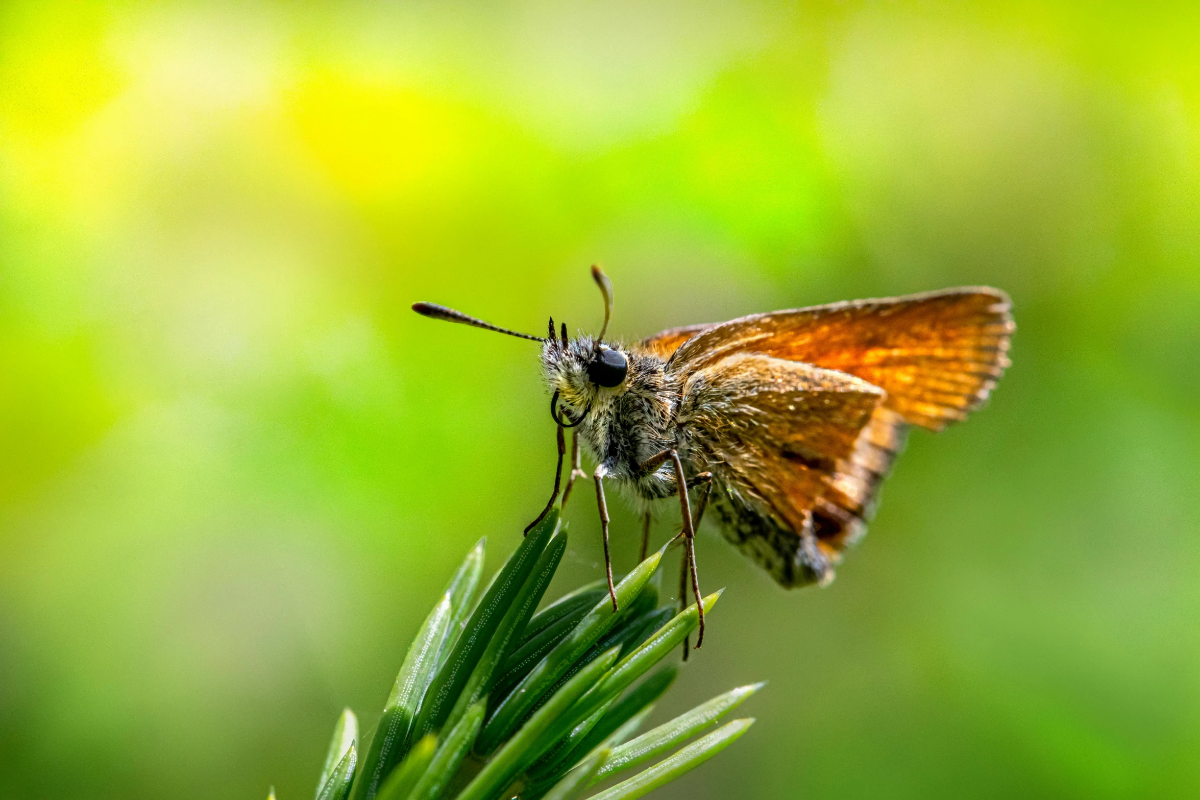 a small butterfly sitting on top of a green plant, a macro photograph, by Adam Marczyński, fan favorite, brown, shallow depth of field hdr 8 k, doing a sassy pose