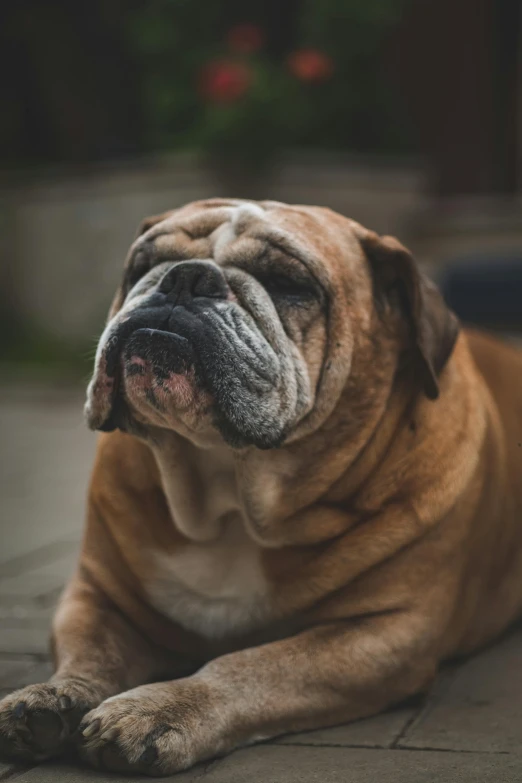 a dog that is laying down on the ground, pexels contest winner, morbidly obese, wrinkled muscles skin, paul barson, thick jawline