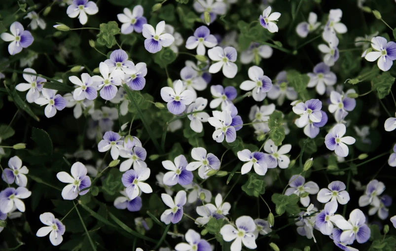 a group of small blue and white flowers, silver mist, 'groovy', subtle detailing, purple rain