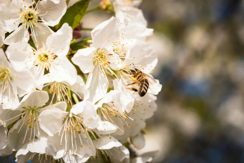 a bee sitting on top of a white flower, by Lee Loughridge, pexels contest winner, happening, cherry blosom trees, manuka, warm spring, desktop wallpaper