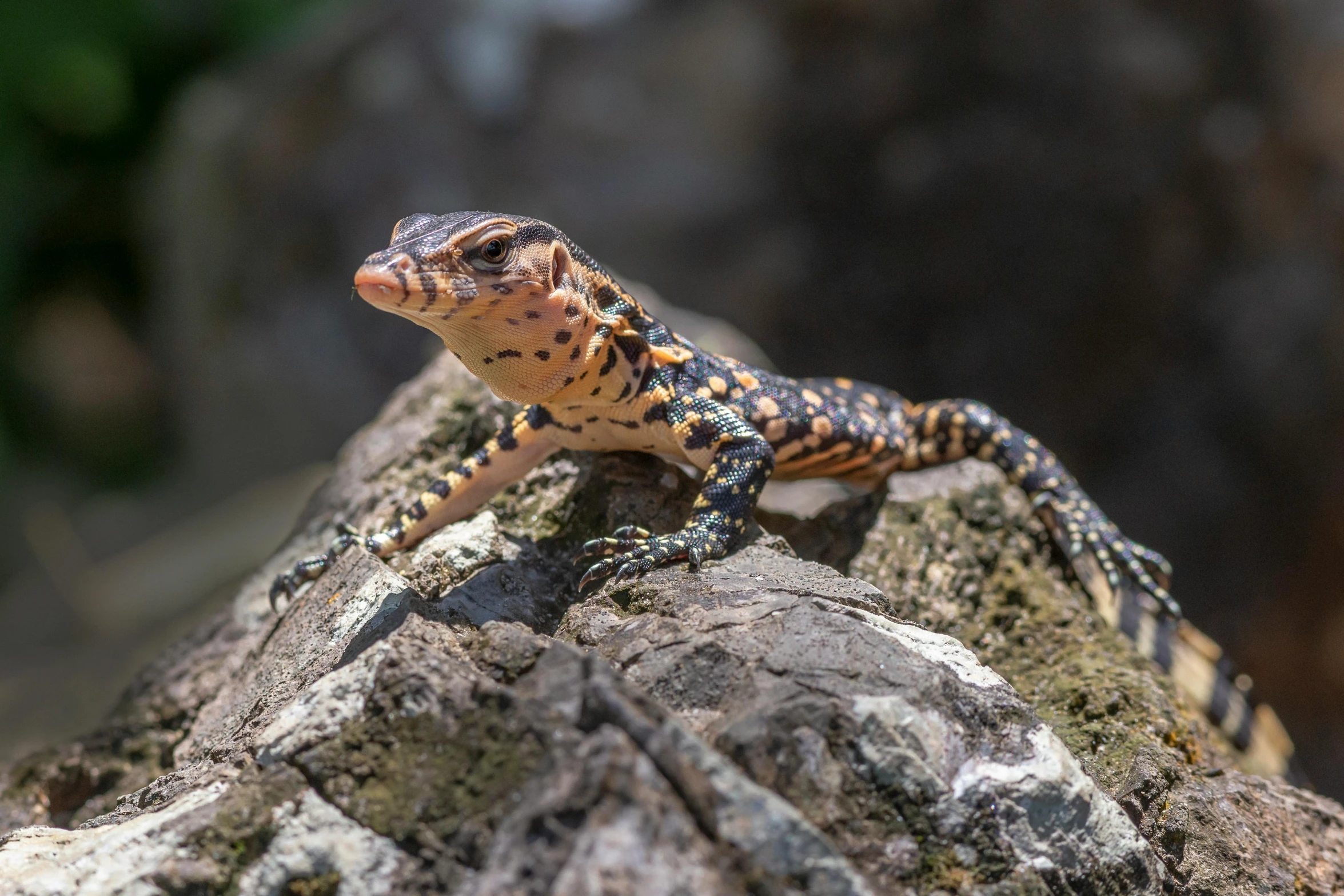 a small lizard sitting on top of a rock