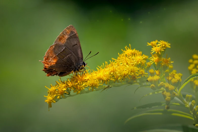 a brown butterfly sitting on top of a yellow flower, by Andries Stock, pixabay contest winner, romanticism, paul barson, unsplash contest winning photo, medium format. soft light, butterflies flying