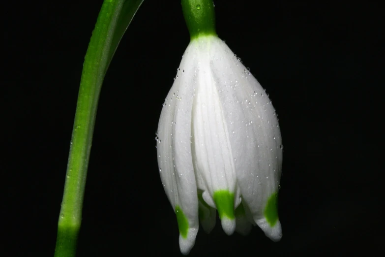 a close up of a flower on a stem, ethereal white dripping tar, glowing in the dark, emerald, bells