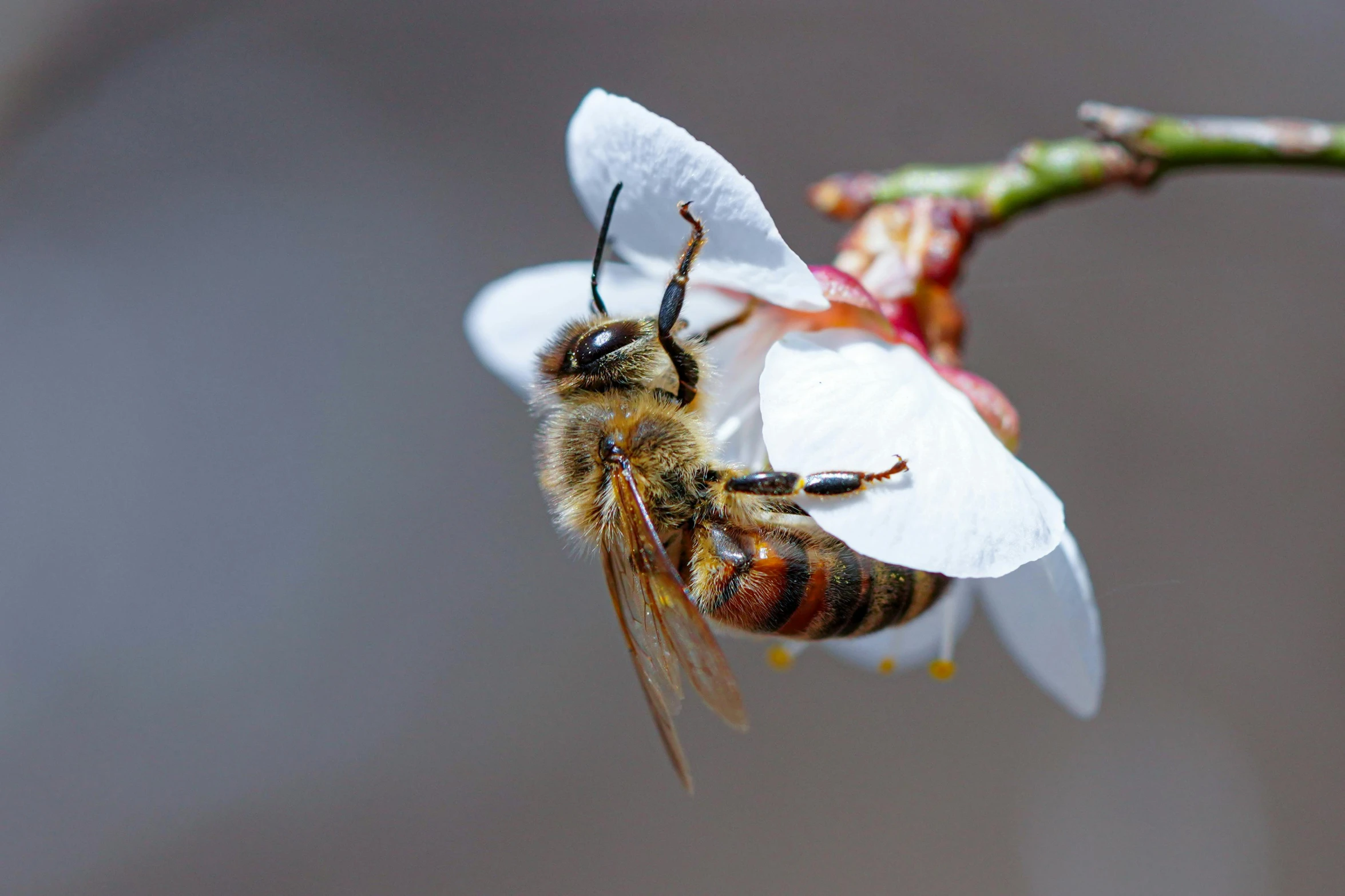 a close up of a bee on a flower, sustainable materials, thumbnail, almond blossom, fan favorite