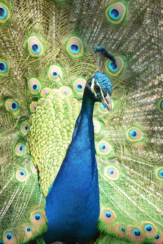 a peacock standing on top of a lush green field, green and blue colour palette, on display, a close-up, an afghan male type