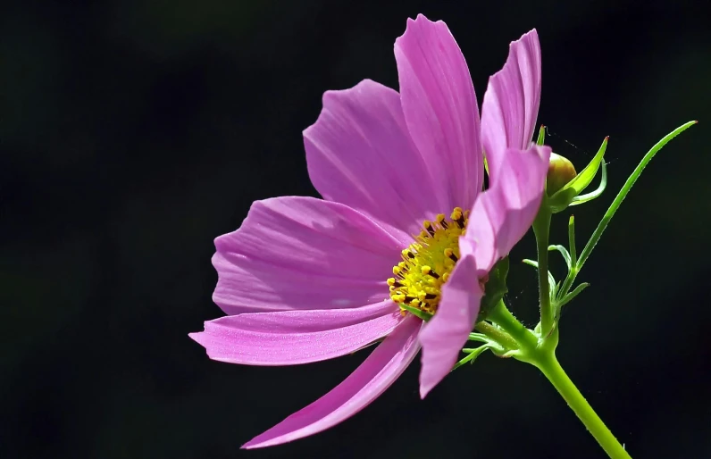 a close up of a pink flower on a stem, by Jan Rustem, pixabay contest winner, view of the cosmos, light purple, dolman, miniature cosmos