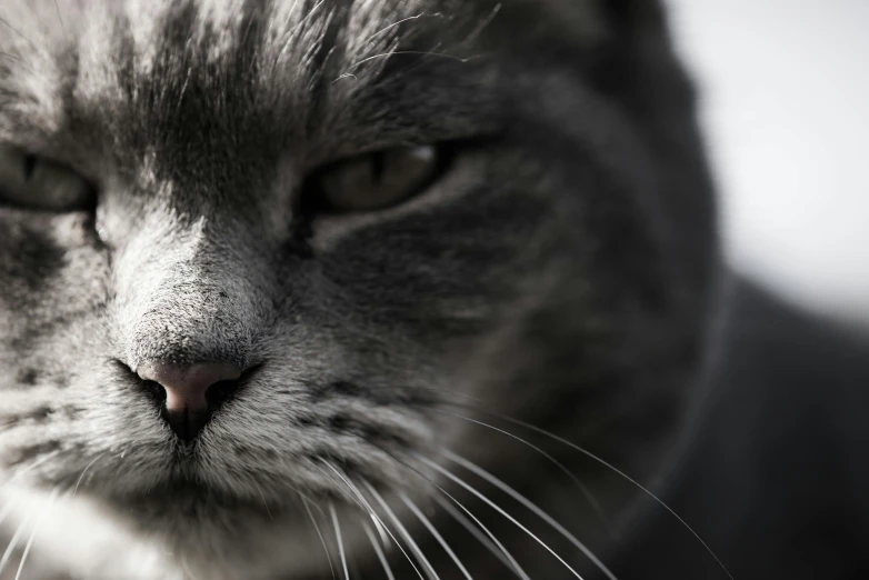 a close up of a cat's face with a blurry background, a black and white photo, unsplash, photorealism, short light grey whiskers, angry cat, gleaming silver, noseless