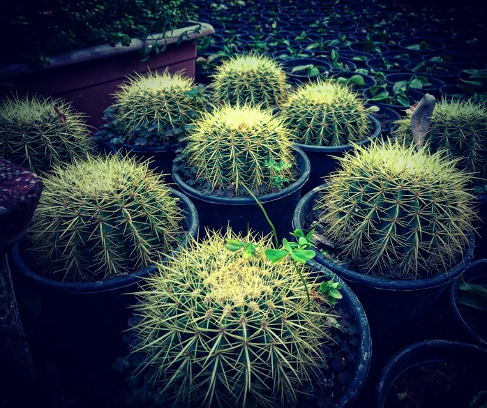 a group of potted cactus plants sitting next to each other, unsplash, hurufiyya, lomo photograph, taken in zoo, iphone photo, spikes