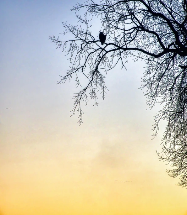 a couple of birds sitting on top of a tree, by Carey Morris, pexels contest winner, romanticism, :: morning, eagle, winter setting, sitting alone