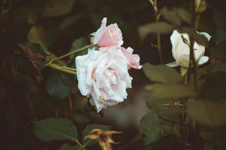 a couple of pink roses sitting next to each other, inspired by Elsa Bleda, unsplash, late summer evening, white, discovered in a secret garden, unsplash photo contest winner