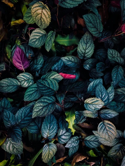 a fire hydrant surrounded by green and purple leaves, inspired by Elsa Bleda, trending on unsplash, deep jungle texture, multi - coloured, unsplash photo contest winner, mint leaves