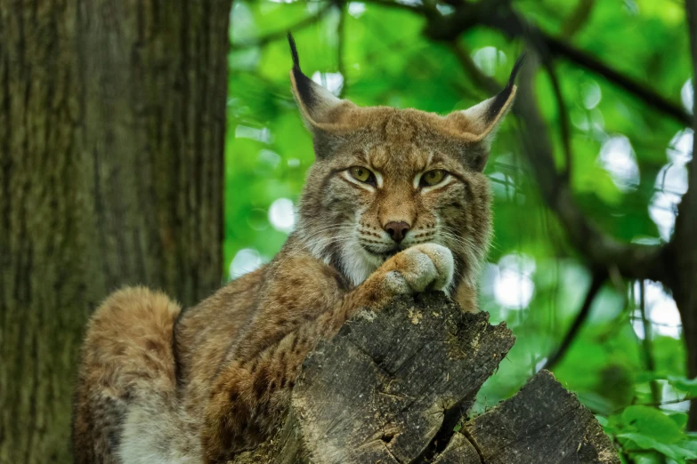 a lynx sitting on top of a tree stump, by Jan Tengnagel, pexels contest winner, renaissance, smirking at the camera, canvas, screensaver, afternoon time