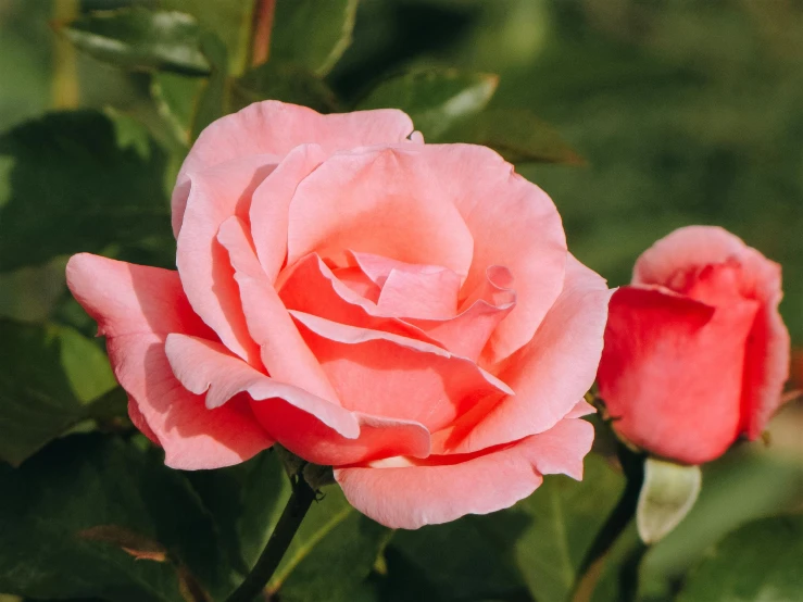 a close up of a pink rose with green leaves, by Carey Morris, trending on pexels, manuka, red roses, max dennison, with god blushing