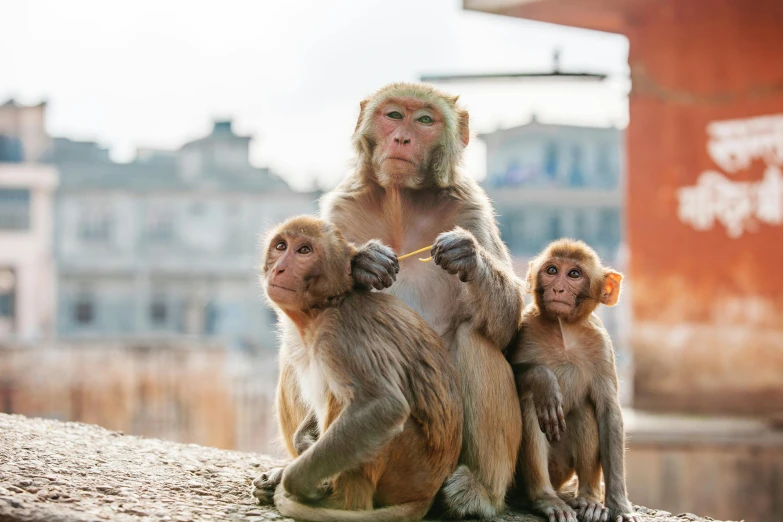 a group of monkeys sitting on top of a stone wall, a portrait, trending on pexels, renaissance, guwahati, monkey dressed as a scientist, three animals, in an urban setting