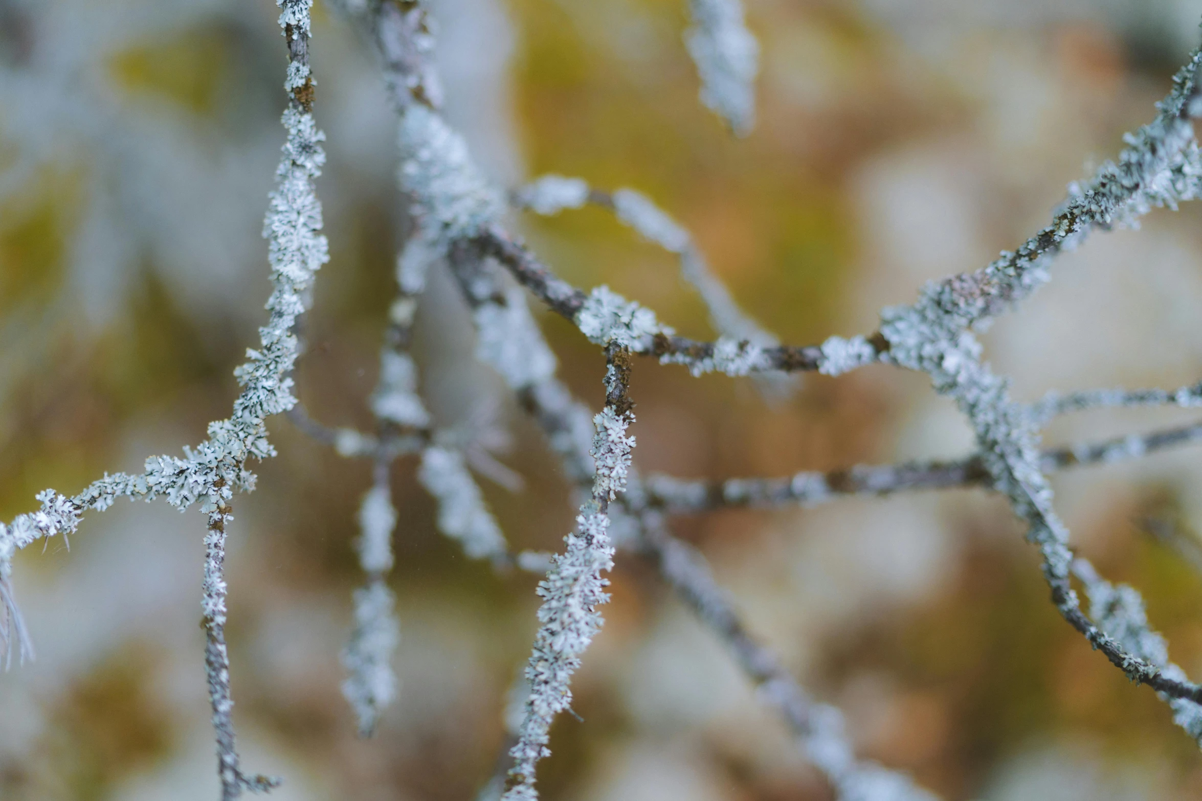 a close up of a branch of a tree covered in frost, pexels, fan favorite, macro photography 8k, thumbnail