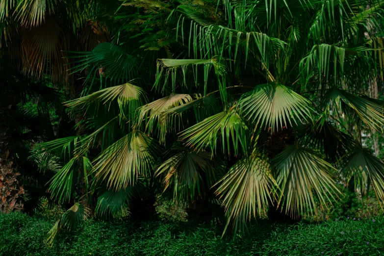 a red fire hydrant sitting on top of a lush green field, inspired by Elsa Bleda, unsplash contest winner, hurufiyya, tropical palms, large leaves, panels, maxim shirkov