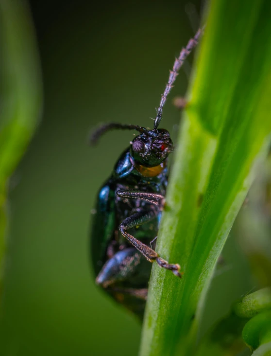 a close up of a bug on a plant, pexels contest winner, sitting on green grass, glossy flecks of iridescence, biodiversity heritage library, black and green